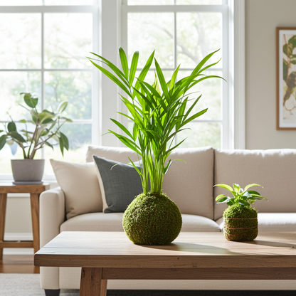 kokedama areca