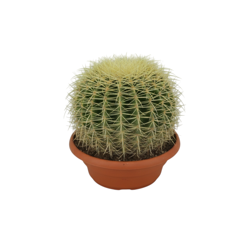 echinocactus grusonii xl