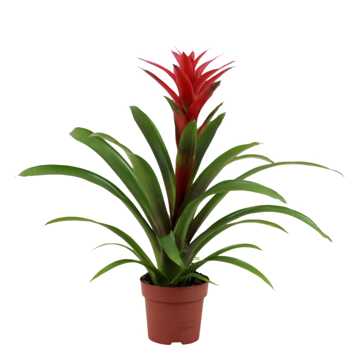 guzmania roja
