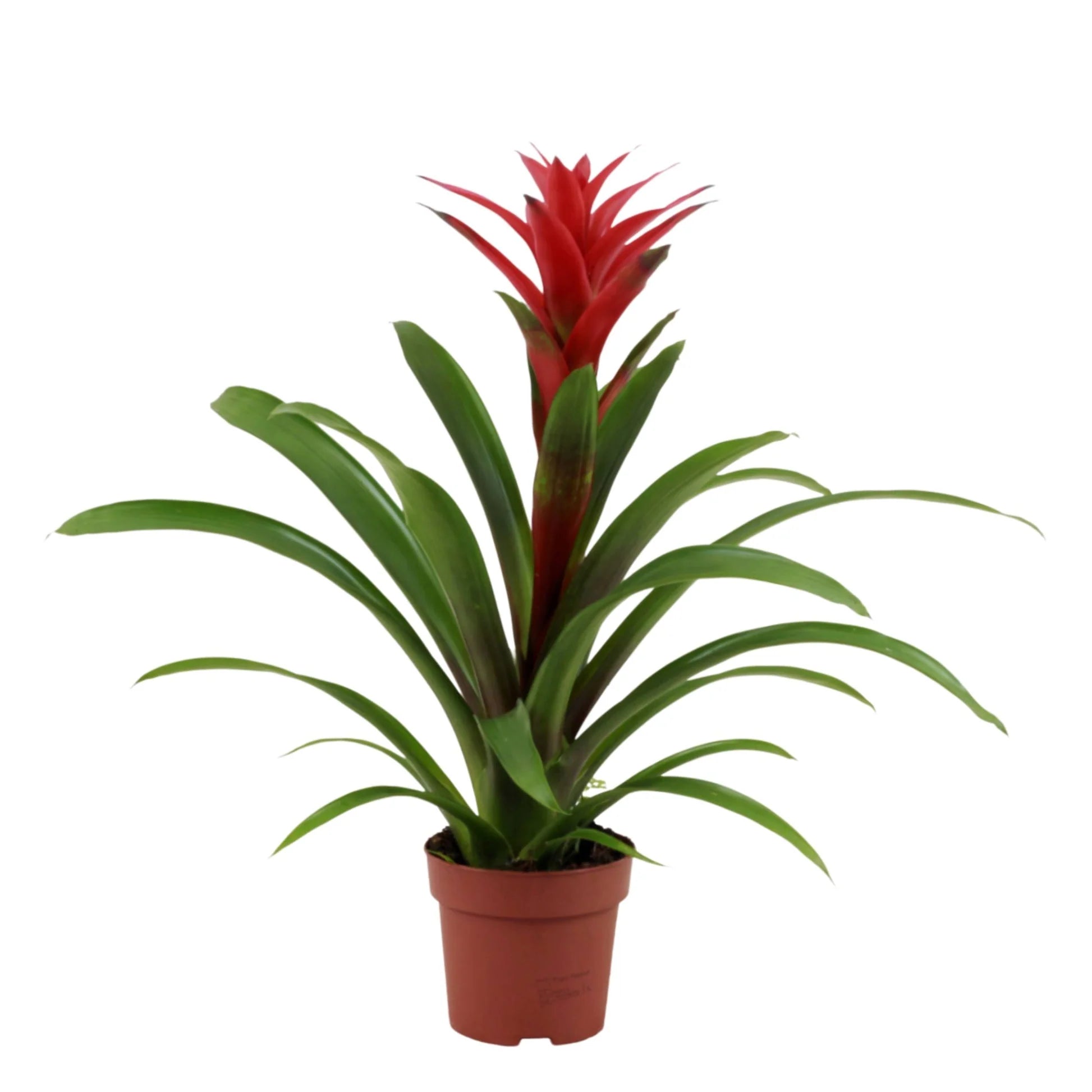 guzmania roja