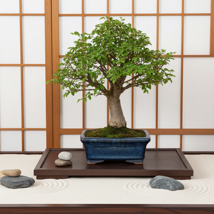 bonsai ulmus
