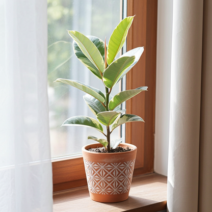 ficus tineke