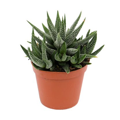 haworthia
