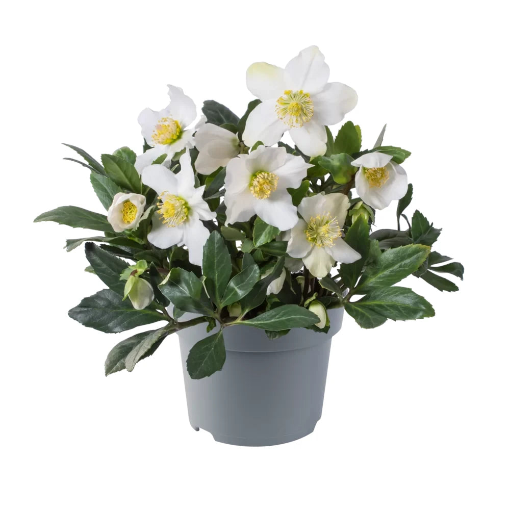 Helleborus Niger
