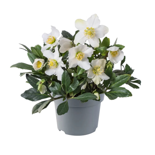 Helleborus Niger
