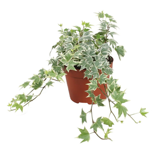 Hiedra Variegata