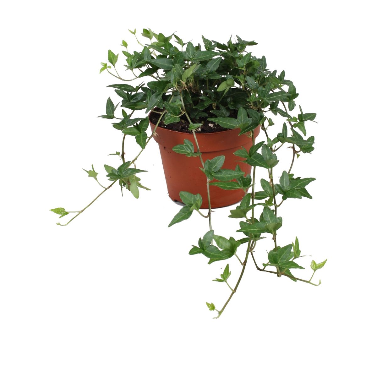 Hiedra Verde