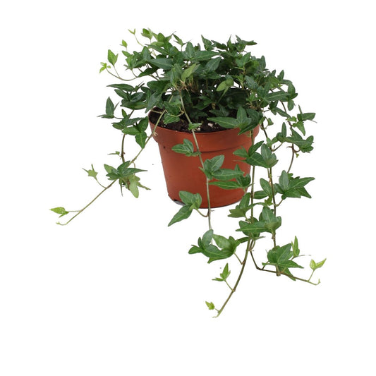 Hiedra Verde
