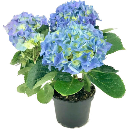 hortensia azul