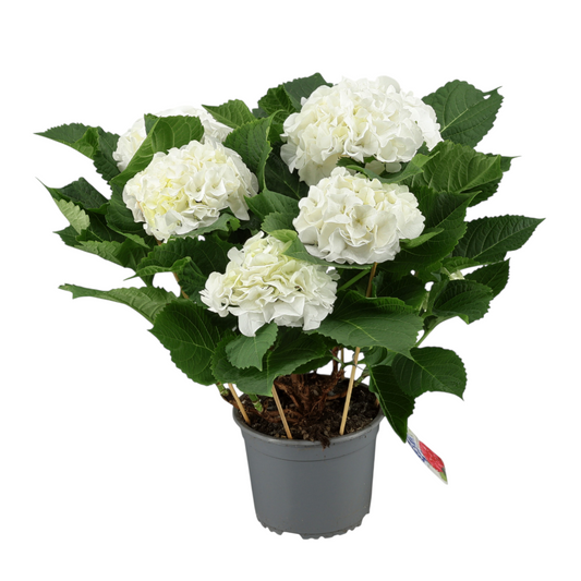 hortensia blanca