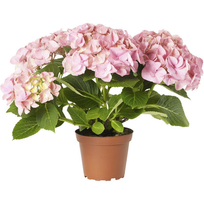 hortensia rosa