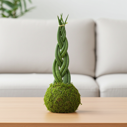 kokedama sansevieria cylindrica