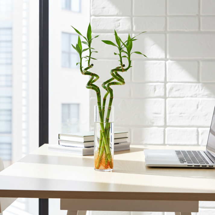 Lucky Bamboo - Pack de 4