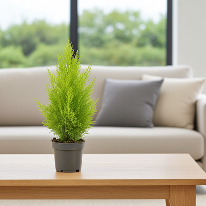 planta golden crest