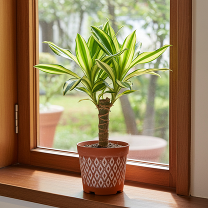 tronco brasil planta natural