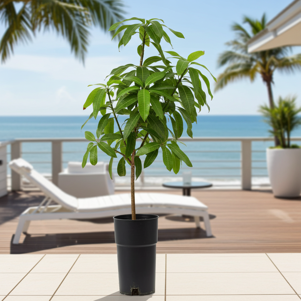 mango planta