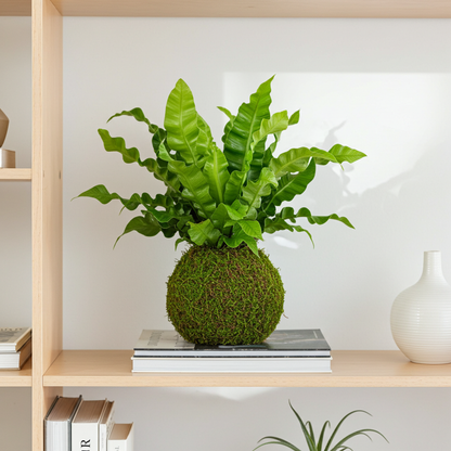 kokedama asplenium