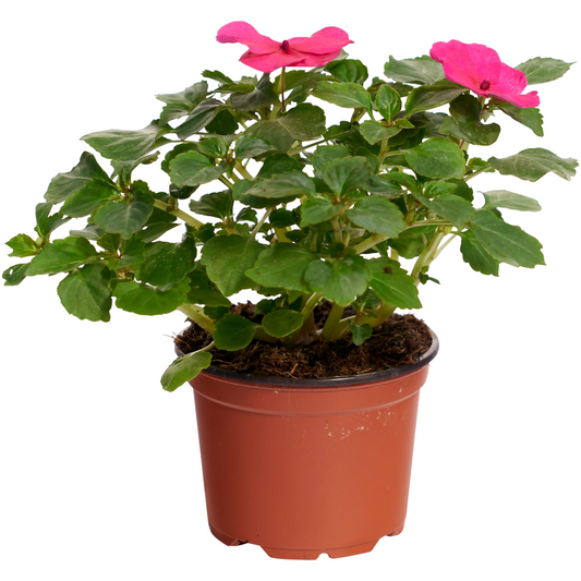 Impatiens Walleriana
