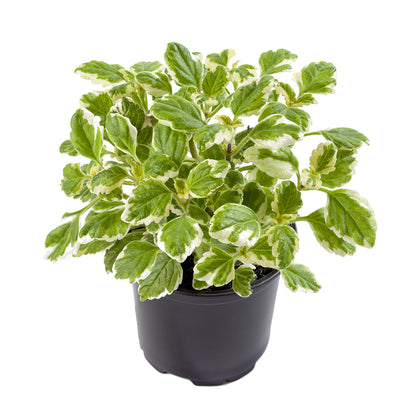 planta de incienso
