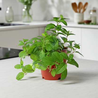 planta hierba buena