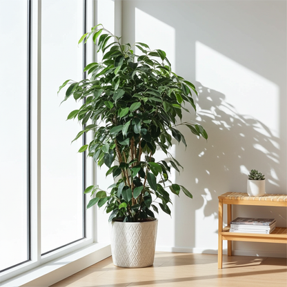 planta ficus benjamina