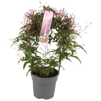 Jazmín Polyanthum
