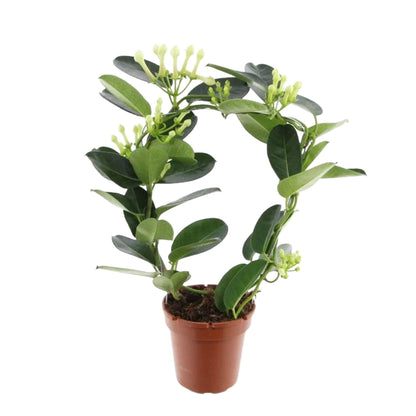jazmín de madagascar