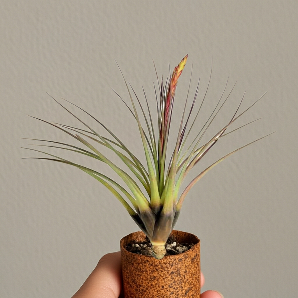 tillandsia melanocrater