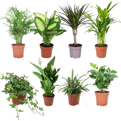 Jungle Pack 8 Plantas Premium