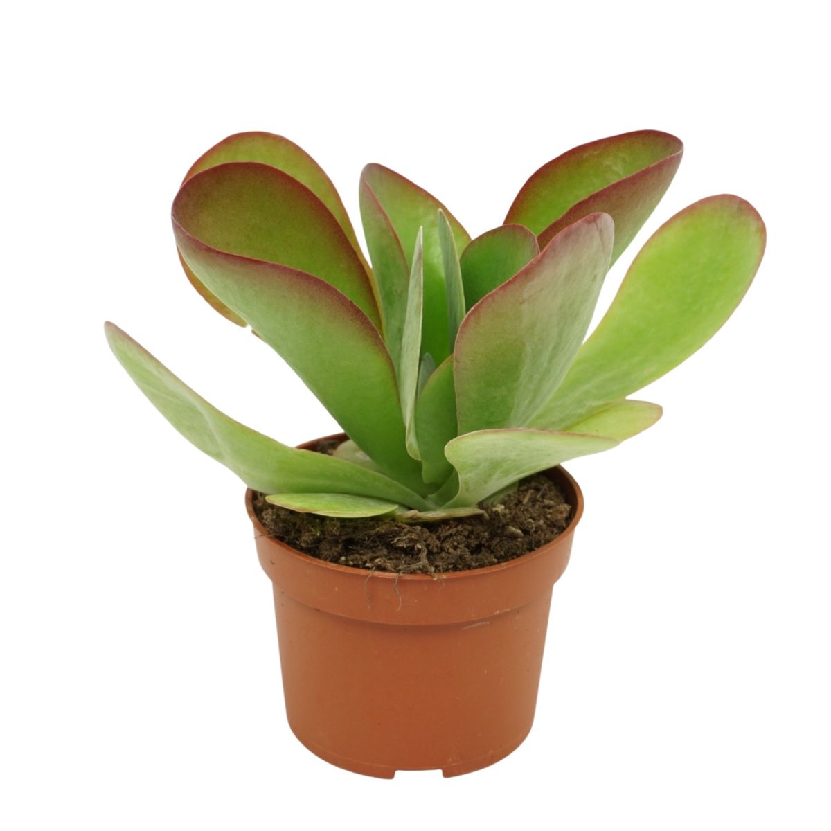 Kalanchoe Thyrsiflora