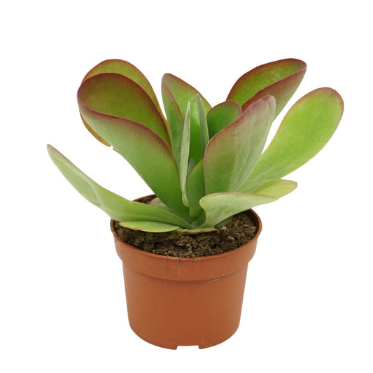 Kalanchoe Thyrsiflora