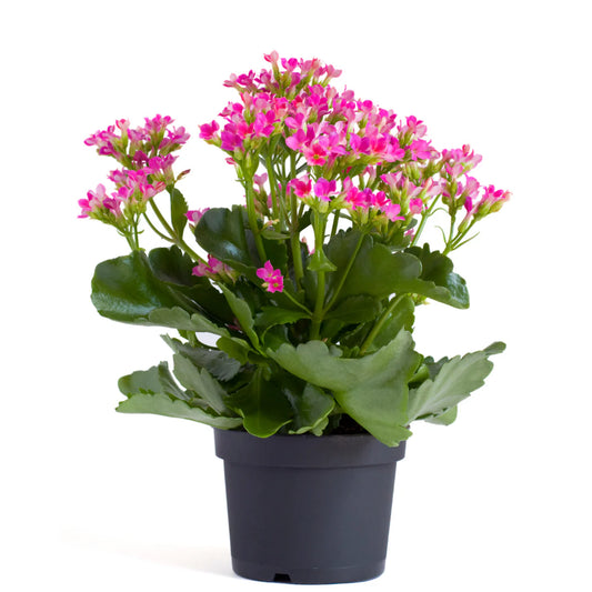 Kalanchoe Calandiva Mix Color