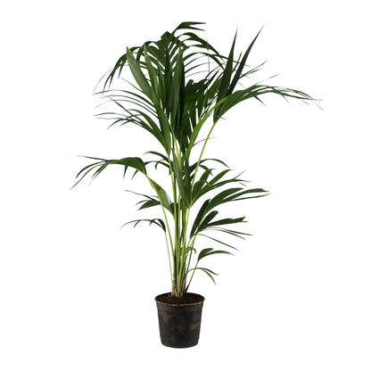 kentia