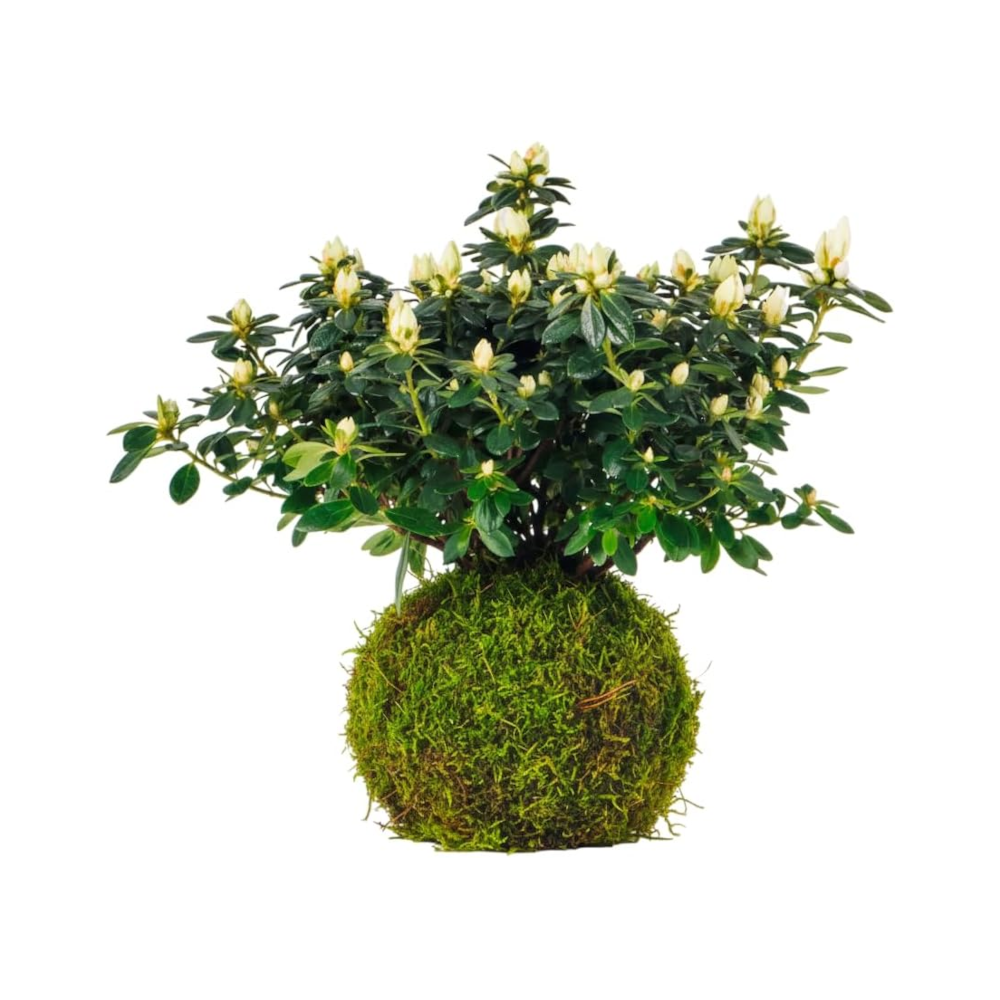 kokedama azalea