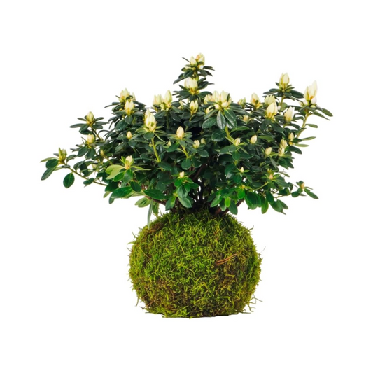 Kokedama Azalea Mix Color