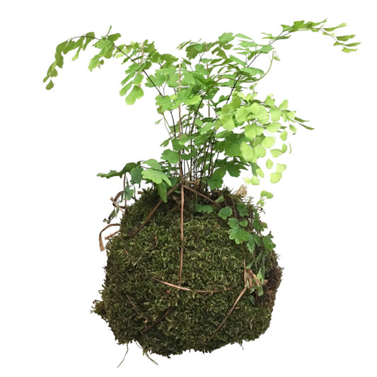 Kokedama Adiantum