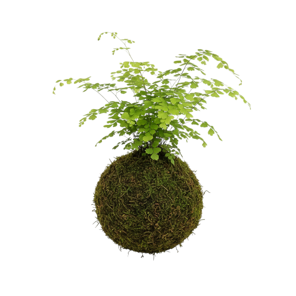 kokedama adiantum