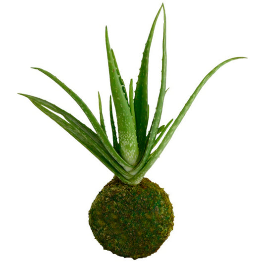 Kokedama Aloe Vera