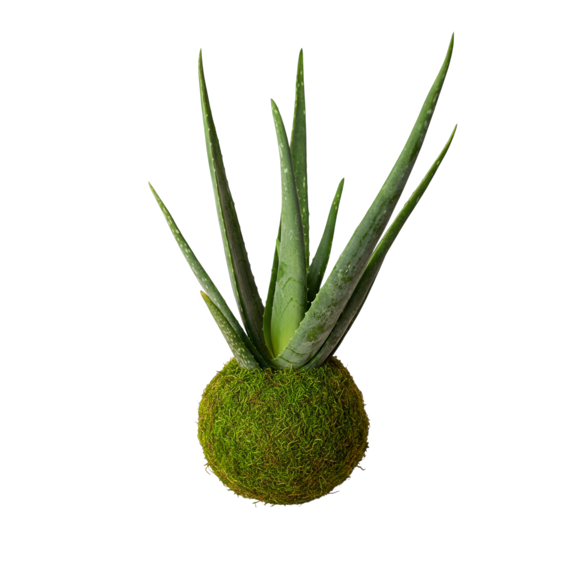 kokedama aloe vera
