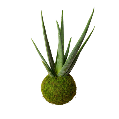 kokedama aloe vera