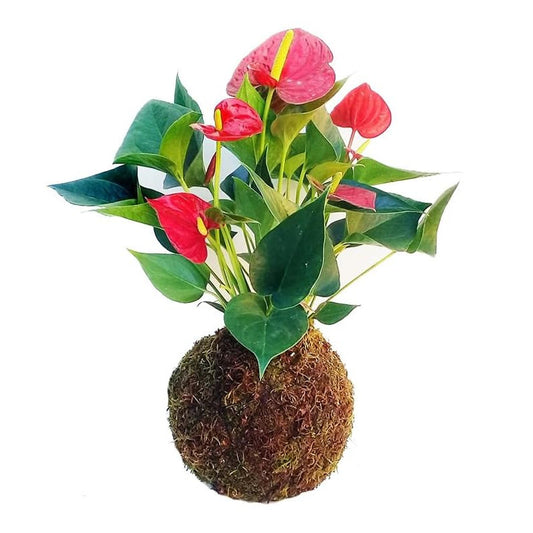 Kokedama Anthurium Rojo