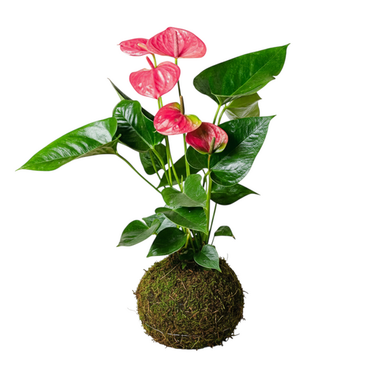 Kokedama Anthurium Rosa