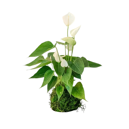 Kokedama Anthurium Blanco