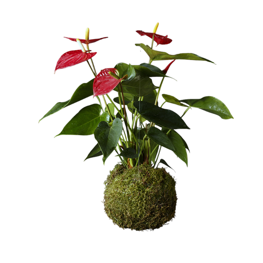 Kokedama Anthurium Rojo