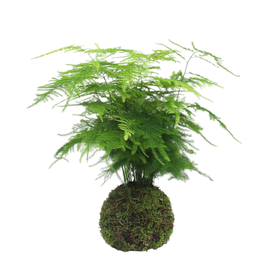 Kokedama Asparagus Setaceus