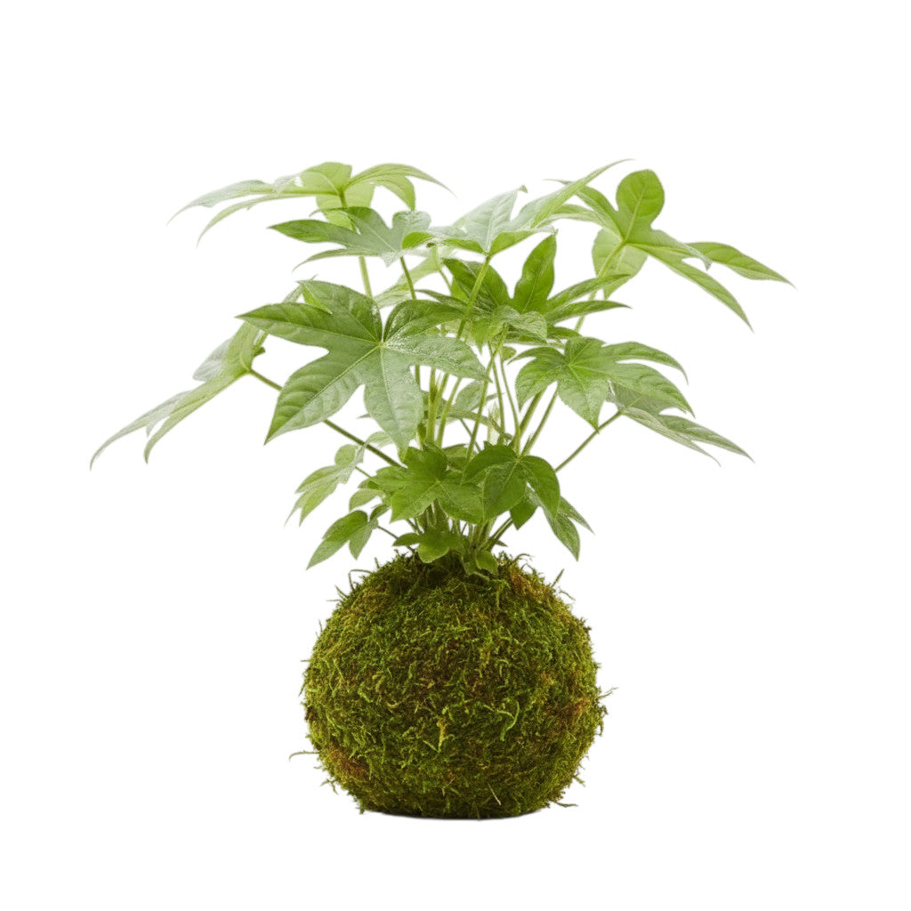 Kokedama Aralia