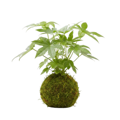 Kokedama Arália