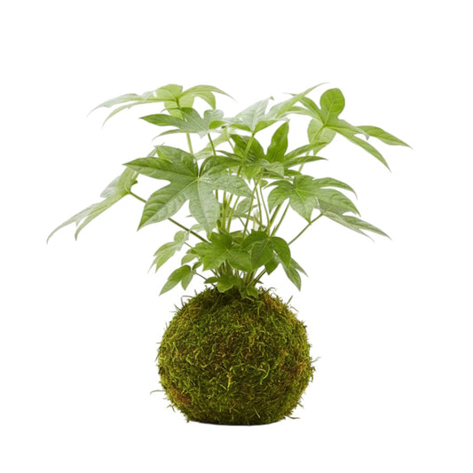 Kokedama Aralia