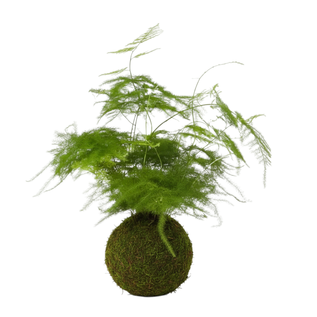 kokedama asparagus setaceus