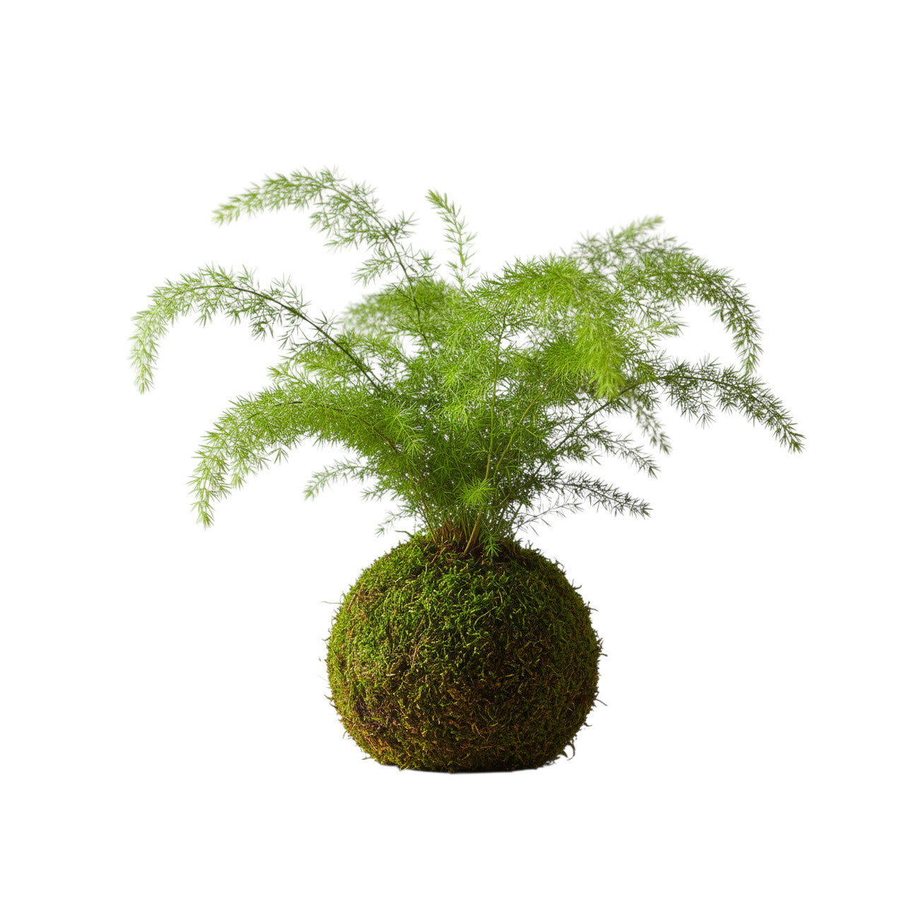 Kokedama Asparagus Sprengeri